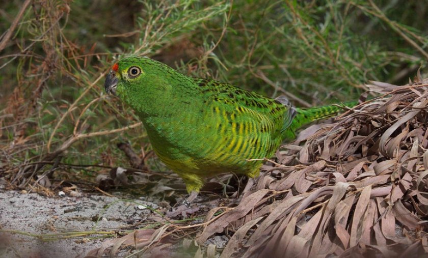 Земляной попугай