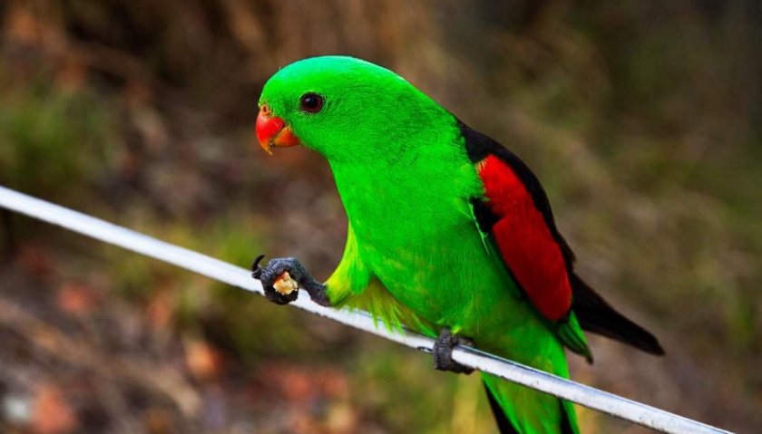 Краснокрылый попугай