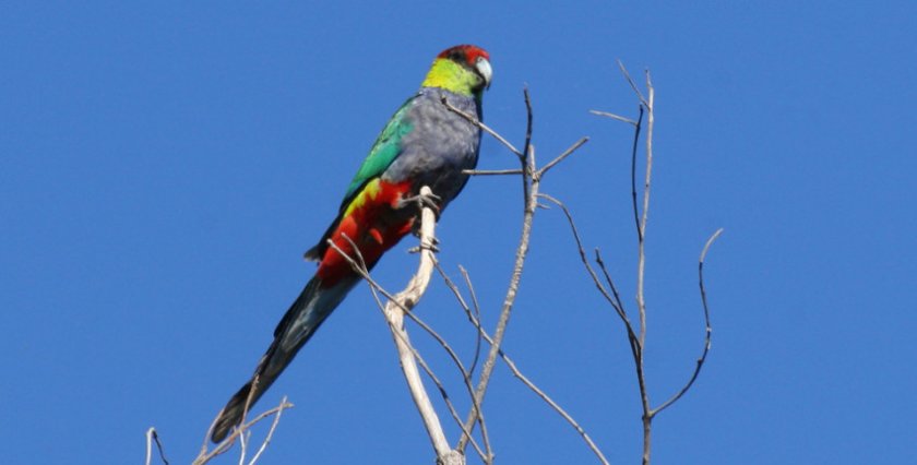 Красношапочный попугай