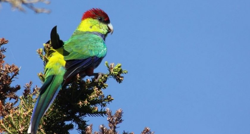 Красношапочный попугай