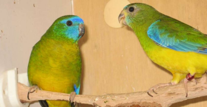 Лазурный травяной попугайчик