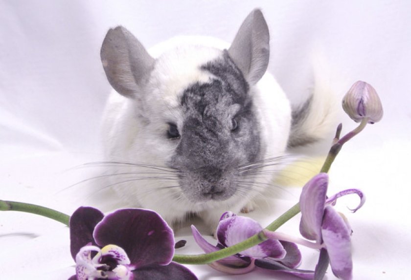 Экстрамозаичная морфа