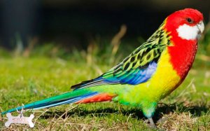 Попугай розелла