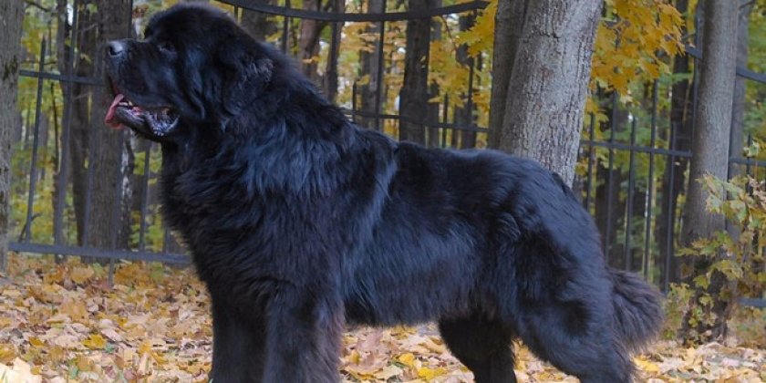 Ньюфаундленд (водолаз)