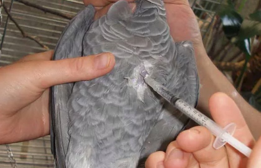 Лечение воспаления зоба у попугая