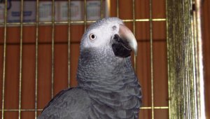 Бурохвостый жако Бурохвостый жако