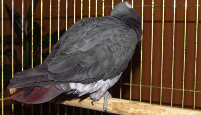 Бурохвостый жако Бурохвостый жако