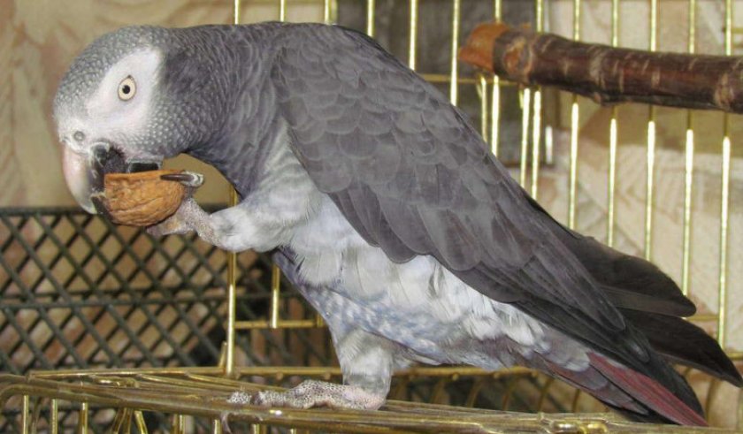 Бурохвостый жако Бурохвостый жако