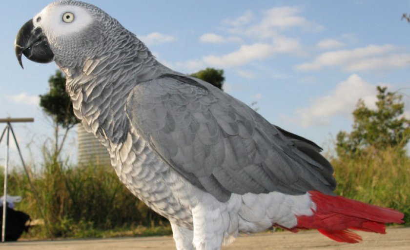 Бурохвостый жако Бурохвостый жако