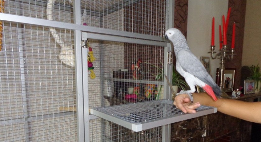Клетка для попугая жако Клетка для попугая жако