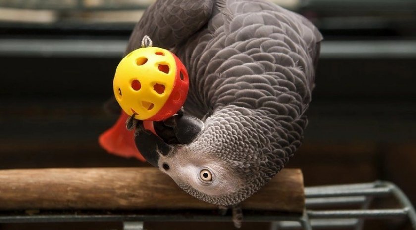 Игрушки для попугая жако Игрушки для попугая жако