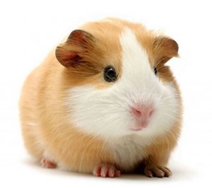 Гладкошерстная морская свинка