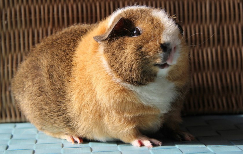 Американский тедди