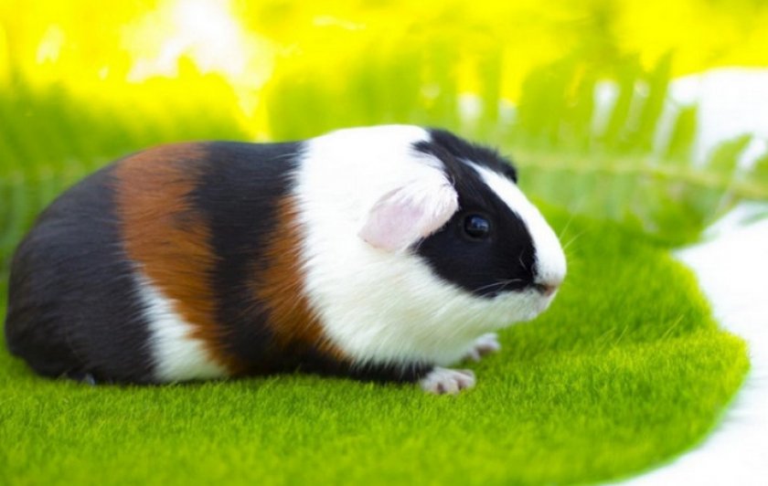 Гладкошерстная морская свинка