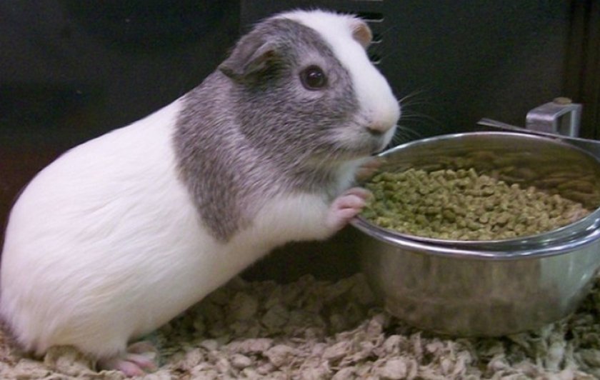 Гладкошерстная морская свинка