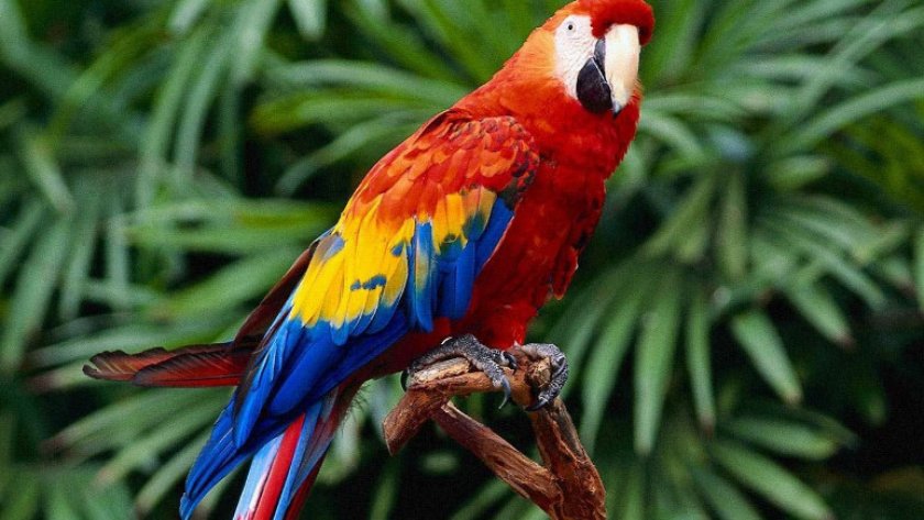 Красный ара