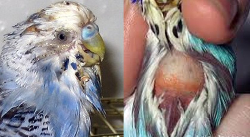 Кандидоз у попугая фото thumbnail