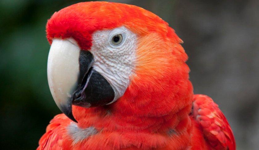 Красный ара