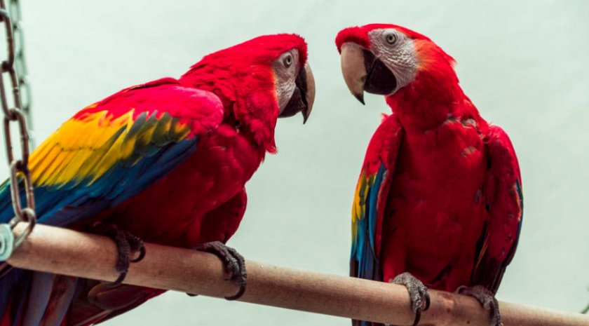 Красный ара