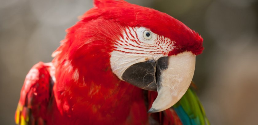 Красный ара