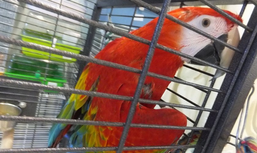 Красный ара в клетке