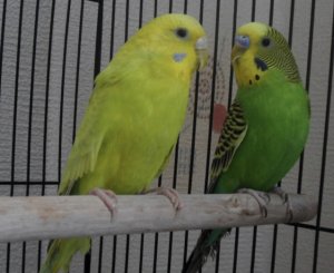 Попугаи на жердочке