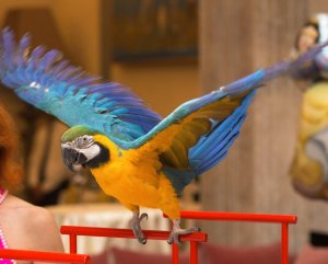 Попугай Попугай