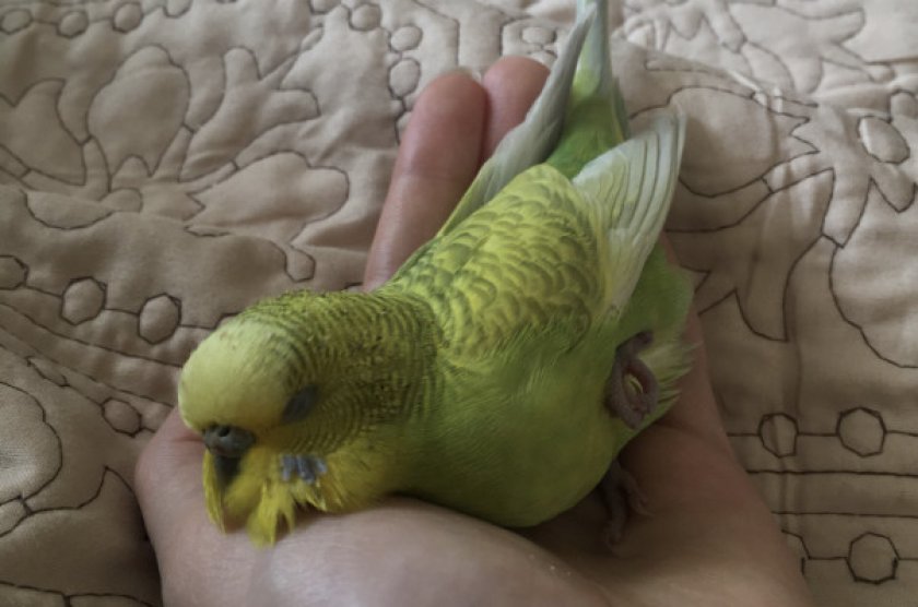 Попугай сидит на руке