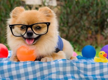 Крошечный красавец родом из Германии: содержание шпица в домашних условиях