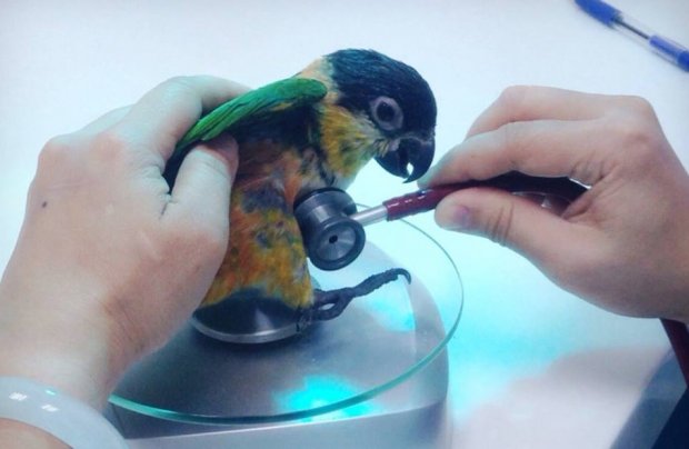 Осмотр больного попугая