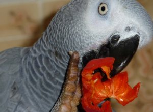 Попугай ест