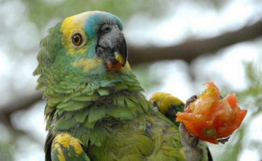 Попугай ест помидор
