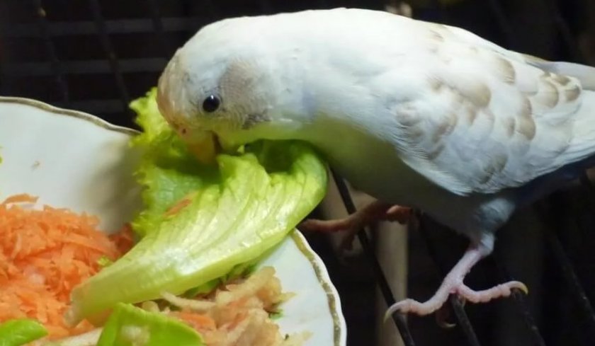 Попугай ест капусту
