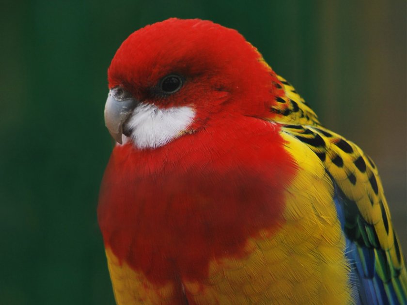 Попугай розелла