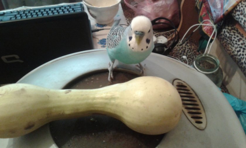 Попугай и кабачок Попугай и кабачок
