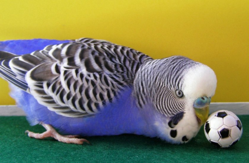 Дрессировка попугая