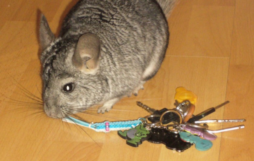 Шиншилла играет ключами