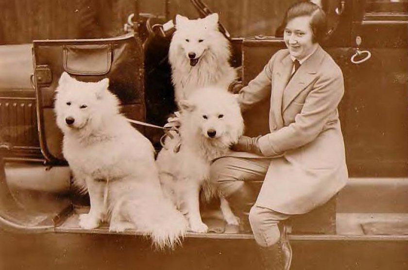 Предки померанских шпицев были крупнее