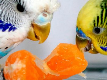 Какие фрукты ест попугай