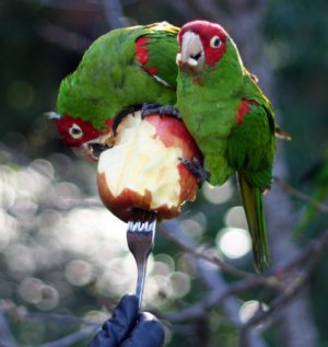 Фрукты для попугаев