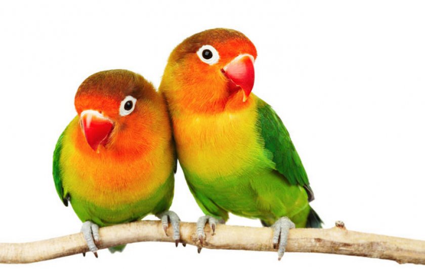 Неразлучники