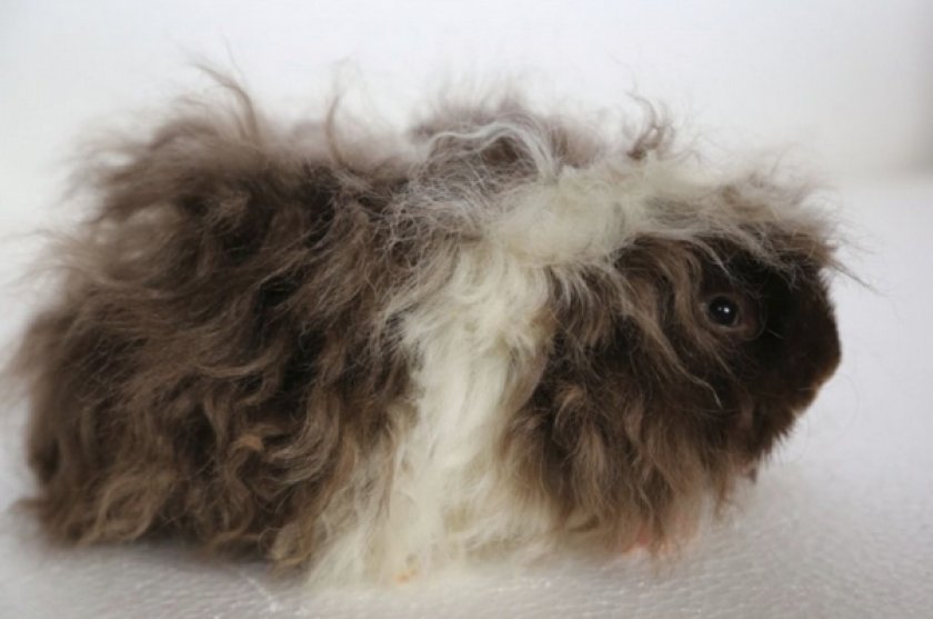 Морская свинка альпака