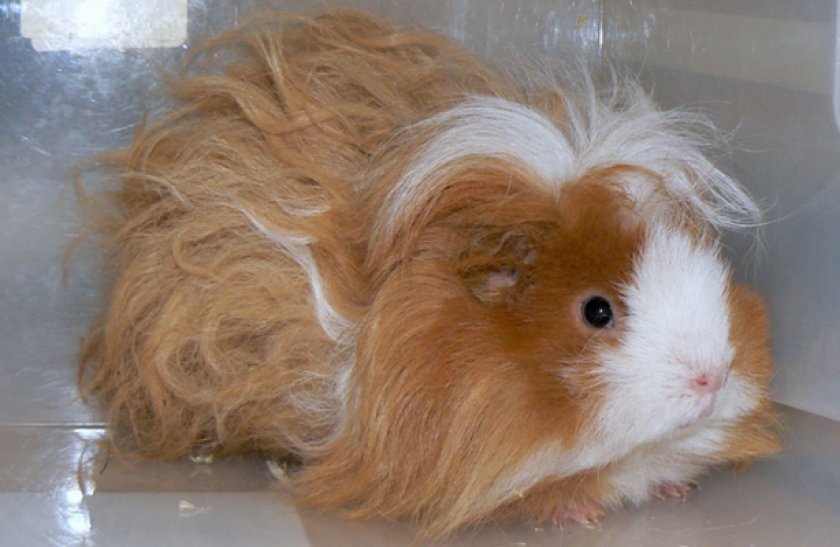 Морская свинка породы лункария