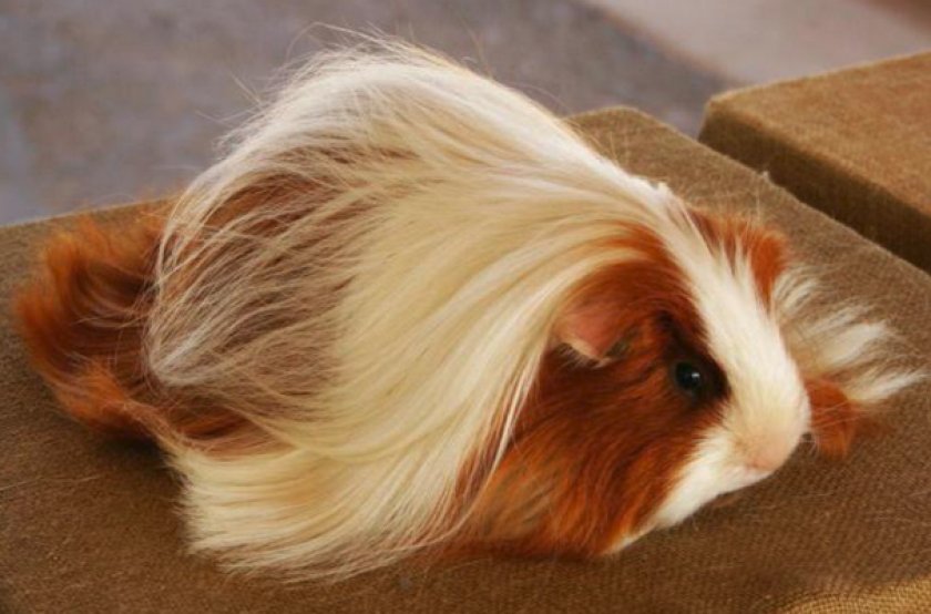 Перуанская морская свинка