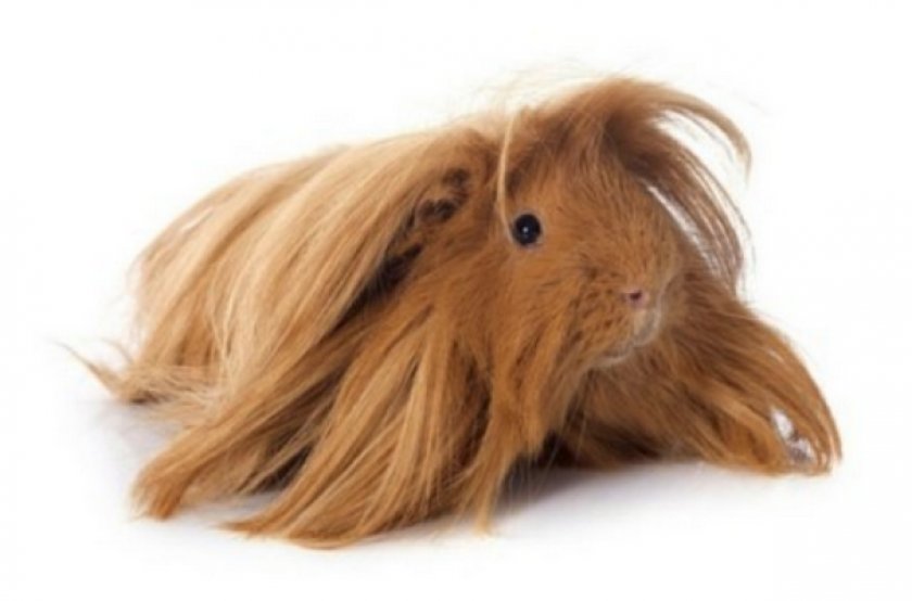 Перуанская морская свинка