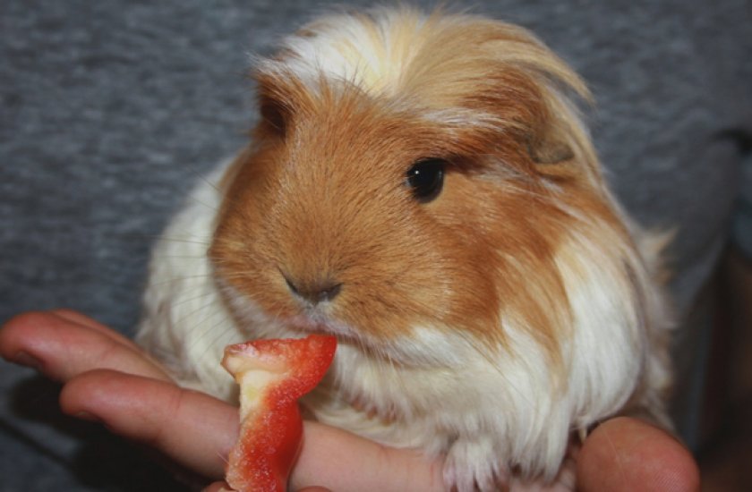 Морская свинка