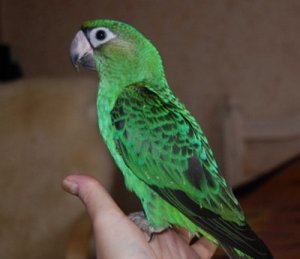 Конголезский длиннокрылый попугай