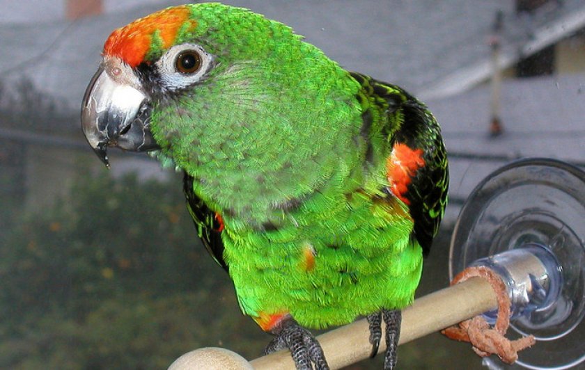 Конголезский попугай