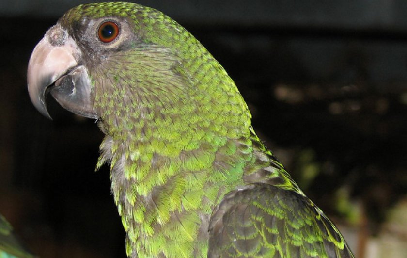 Конголезский попугай