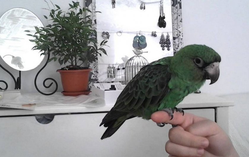 Конголезский попугай